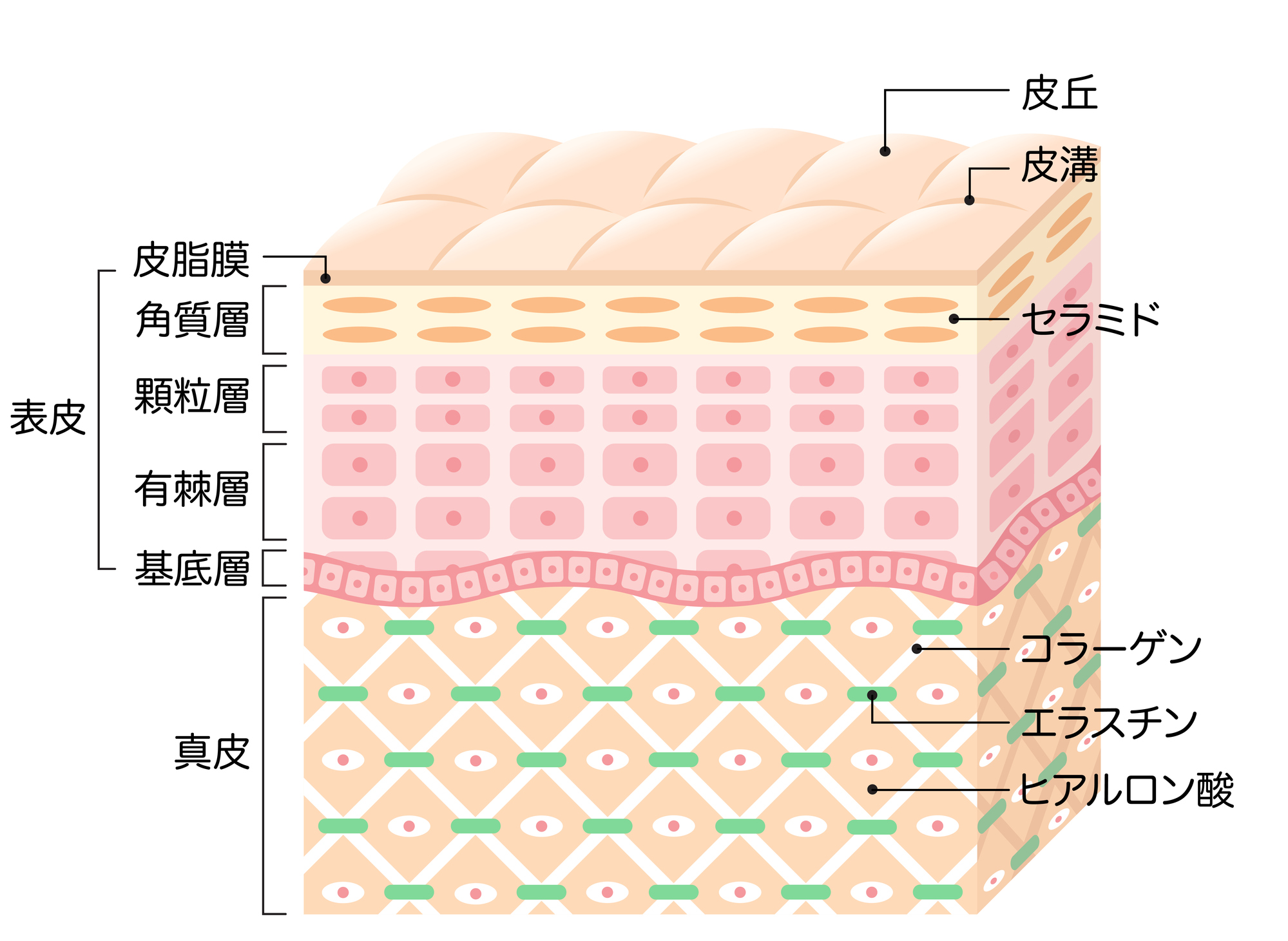 肌の断面図